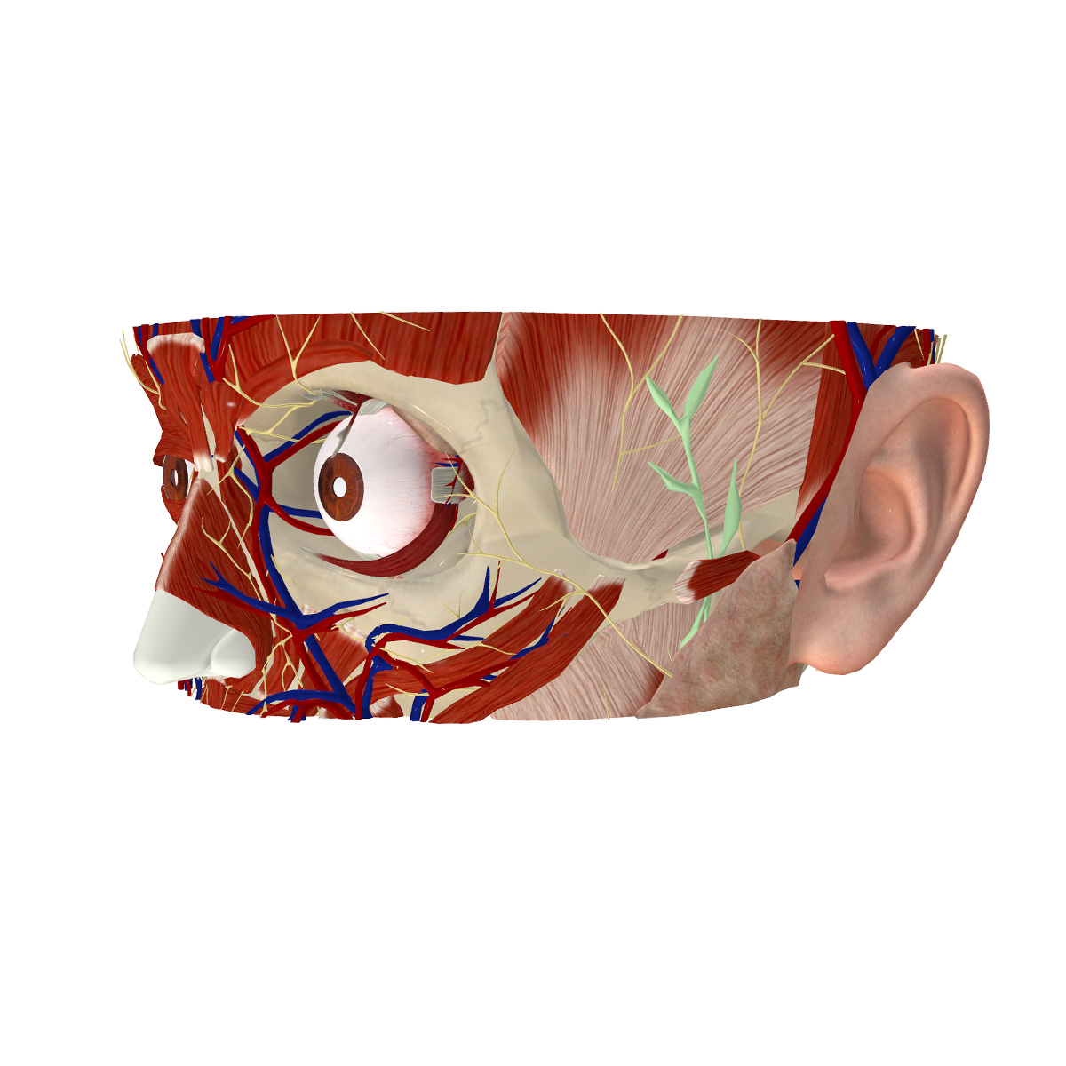 眼睛